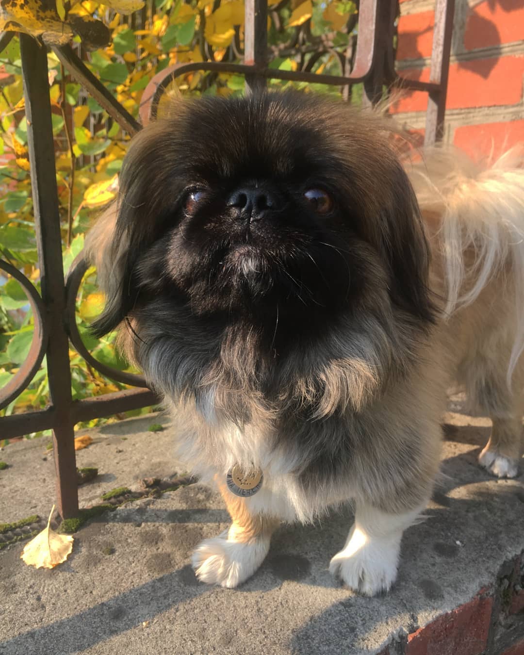 15 Amazing Facts About Pekingese You Probably Never Knew 10