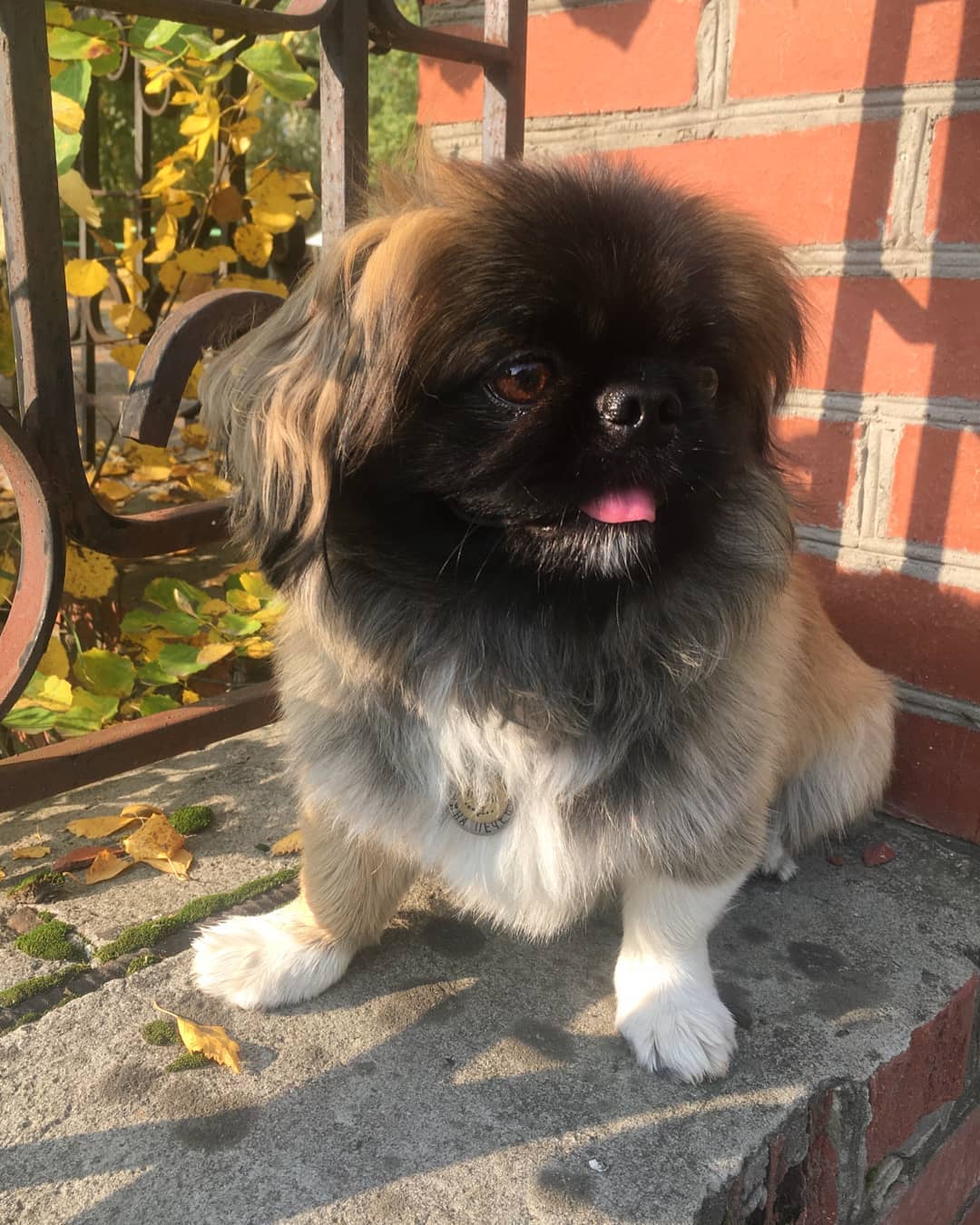 15 Amazing Facts About Pekingese You Probably Never Knew 11