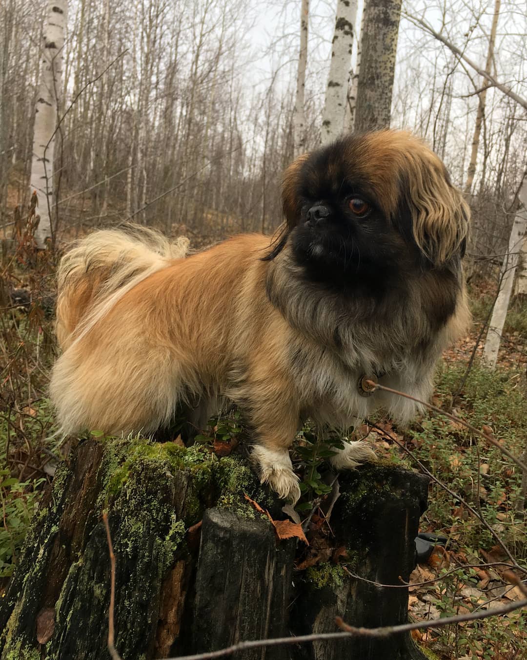 15 Amazing Facts About Pekingese You Probably Never Knew 9