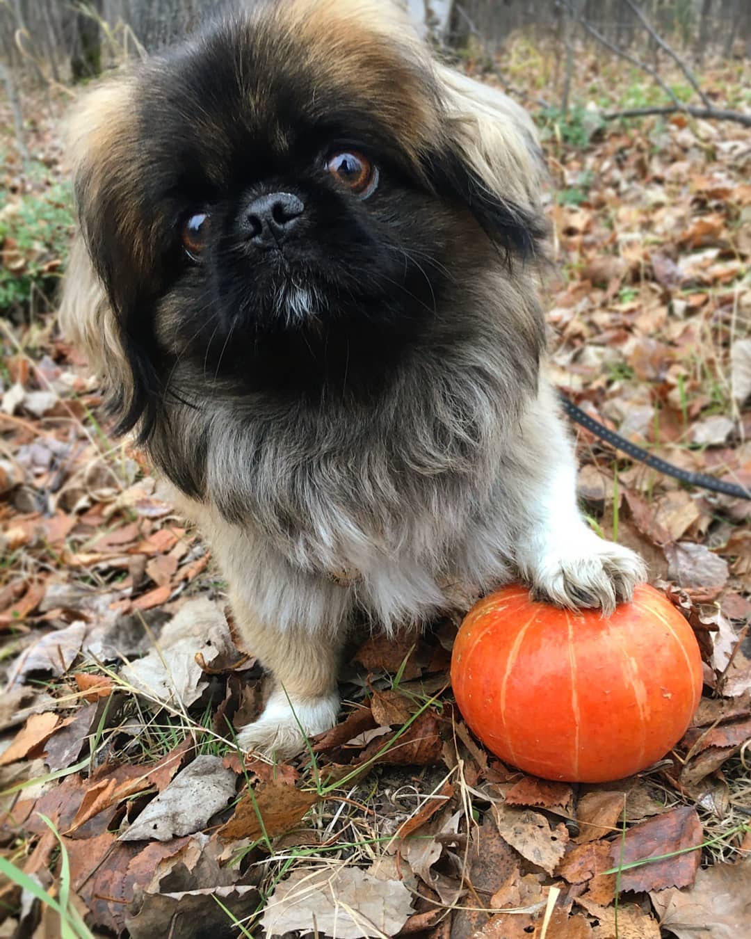 15 Amazing Facts About Pekingese You Probably Never Knew 10