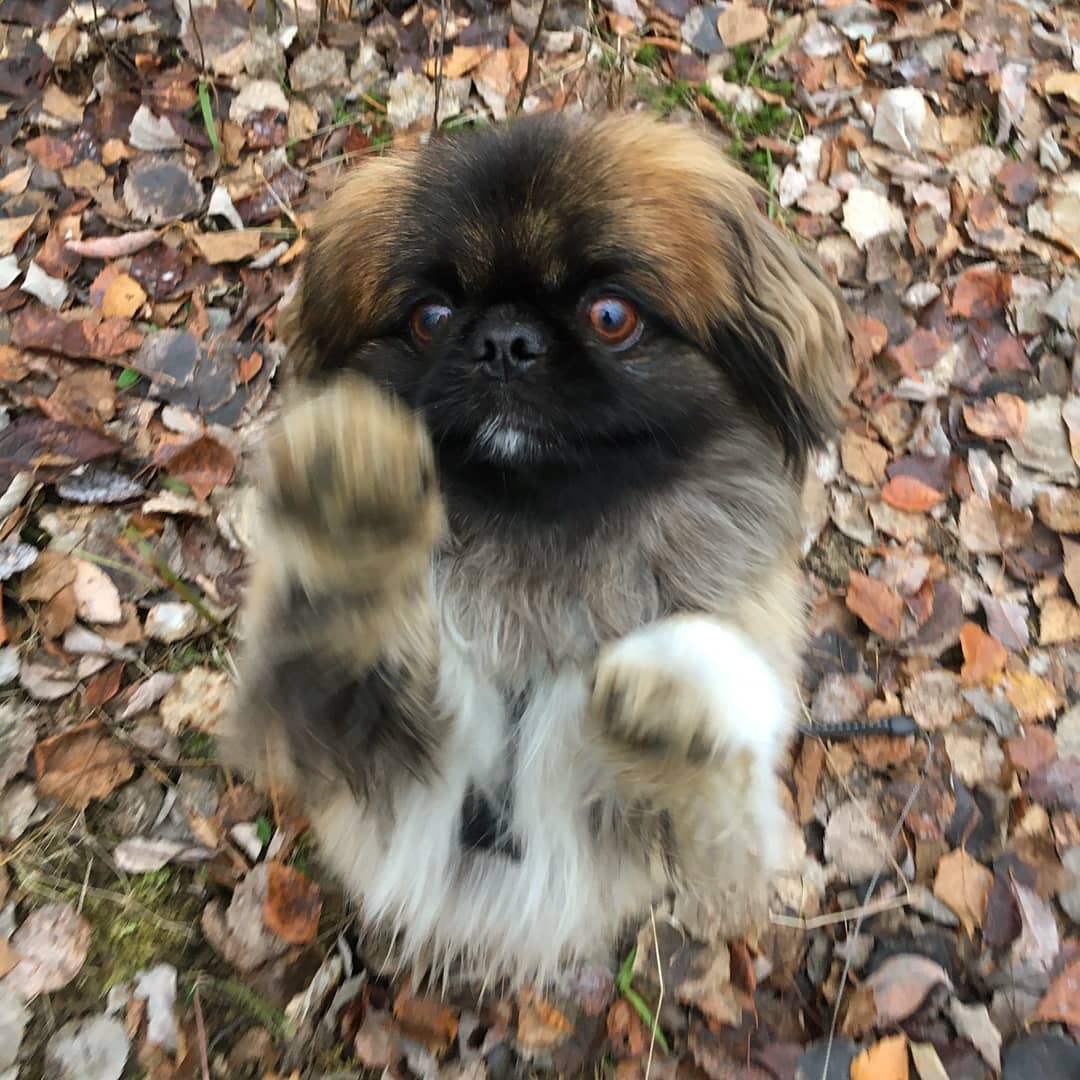 15 Amazing Facts About Pekingese You Probably Never Knew 11