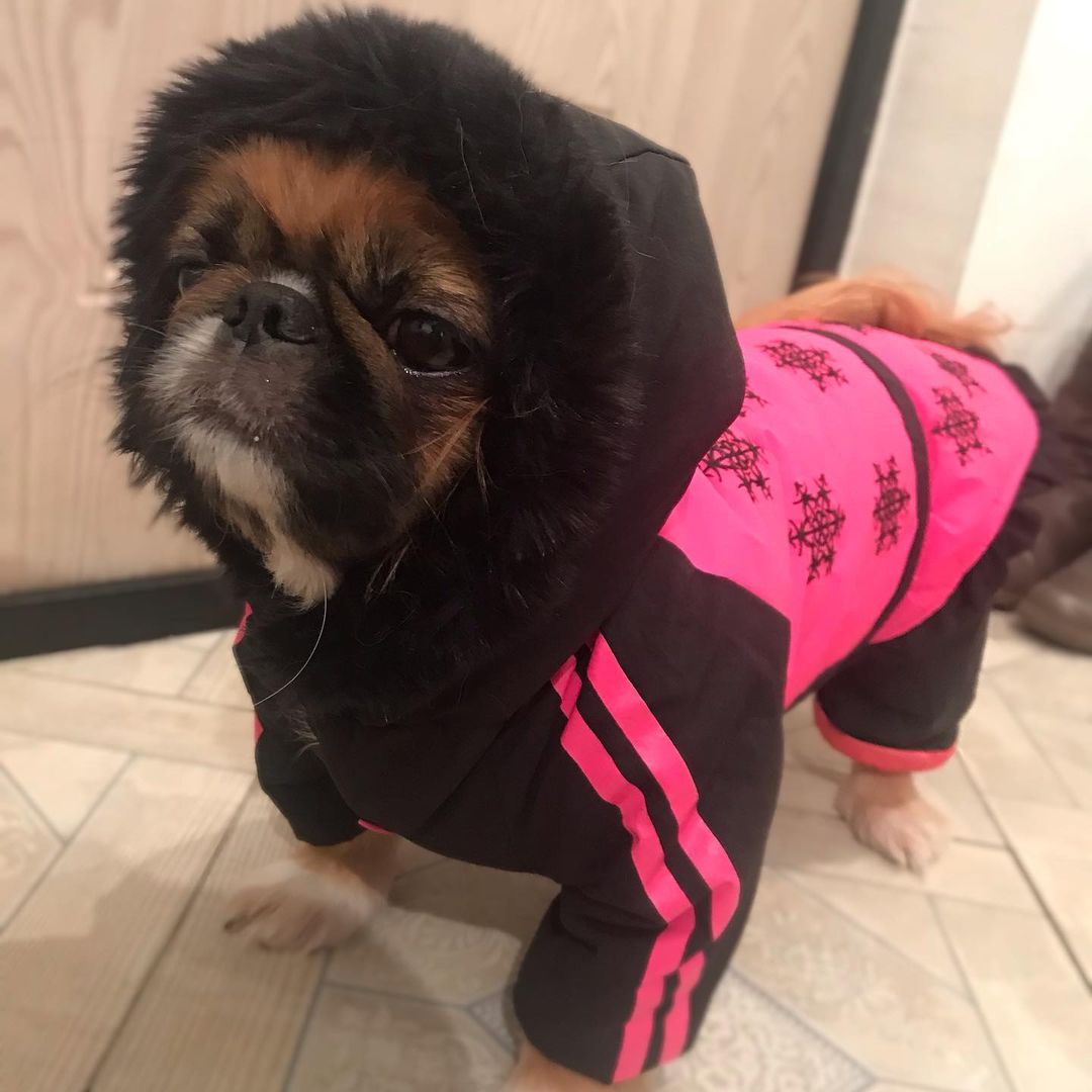 15 Amazing Facts About Pekingese You Probably Never Knew 9