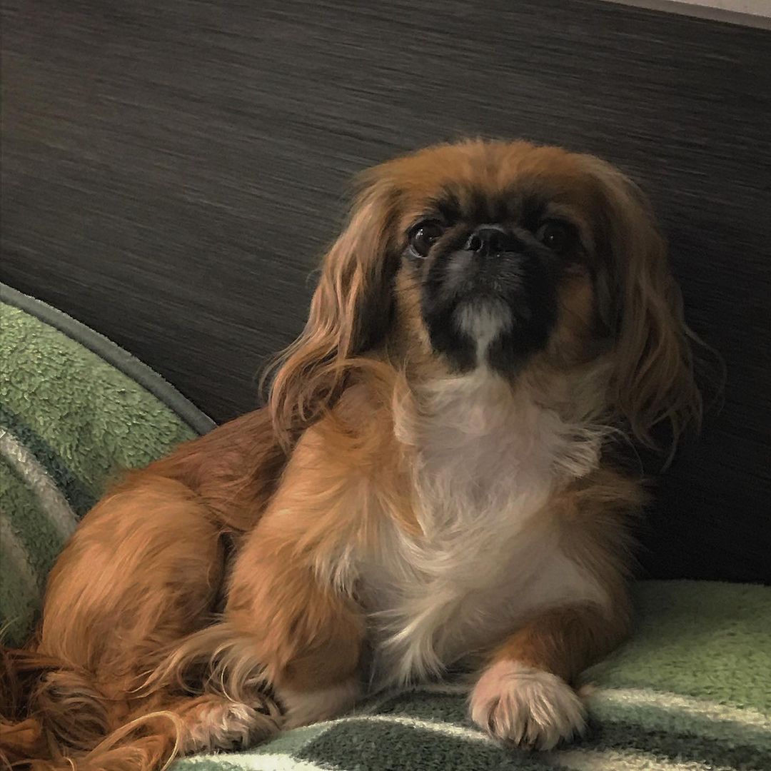 15 Amazing Facts About Pekingese You Probably Never Knew 10