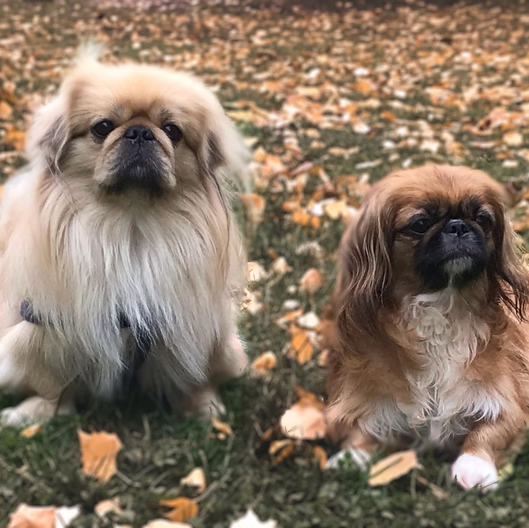 15 Amazing Facts About Pekingese You Probably Never Knew 11