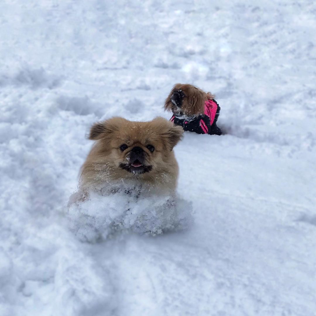 15 Amazing Facts About Pekingese You Probably Never Knew 9