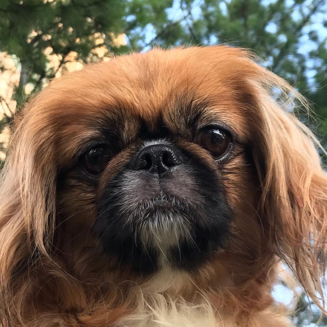 15 Amazing Facts About Pekingese You Probably Never Knew 10