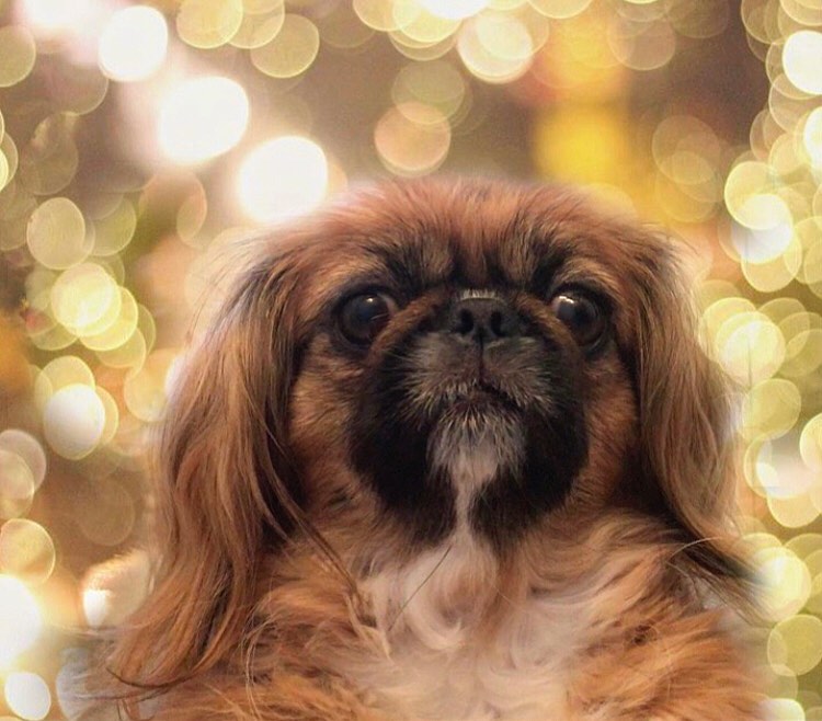 15 Cool Facts About Pekingese 9