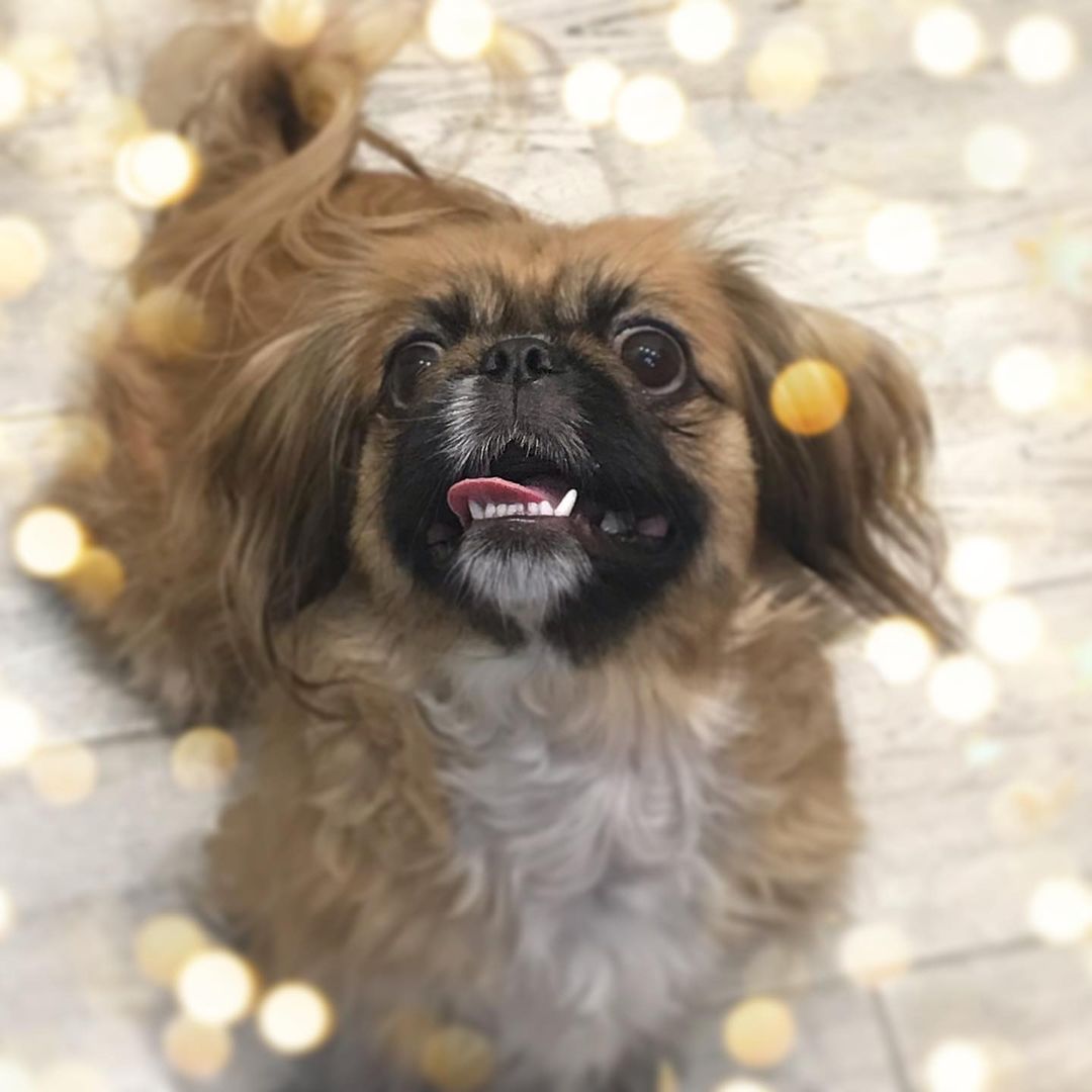 15 Cool Facts About Pekingese 11