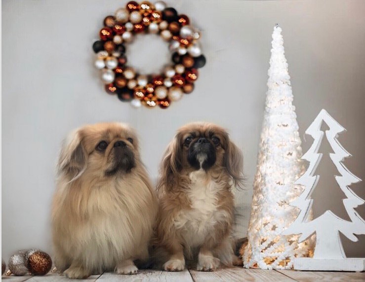 15 Cool Facts About Pekingese 11