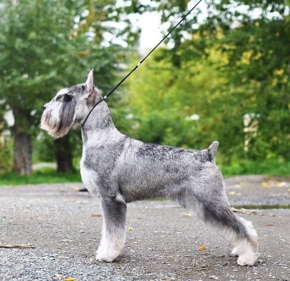 15 Amazing Facts About Schnauzers You Probably Never Knew 9 15 Amazing Facts About Schnauzers You Probably Never Knew 9