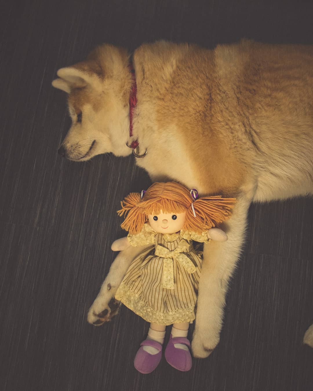 15 Interesting Facts About Akita Inus 9