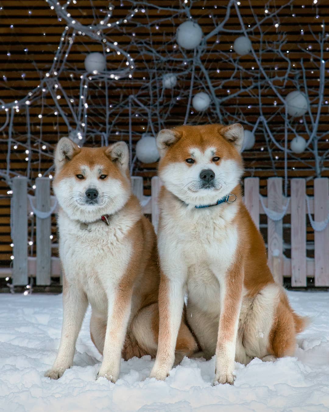 15 Interesting Facts About Akita Inus 10