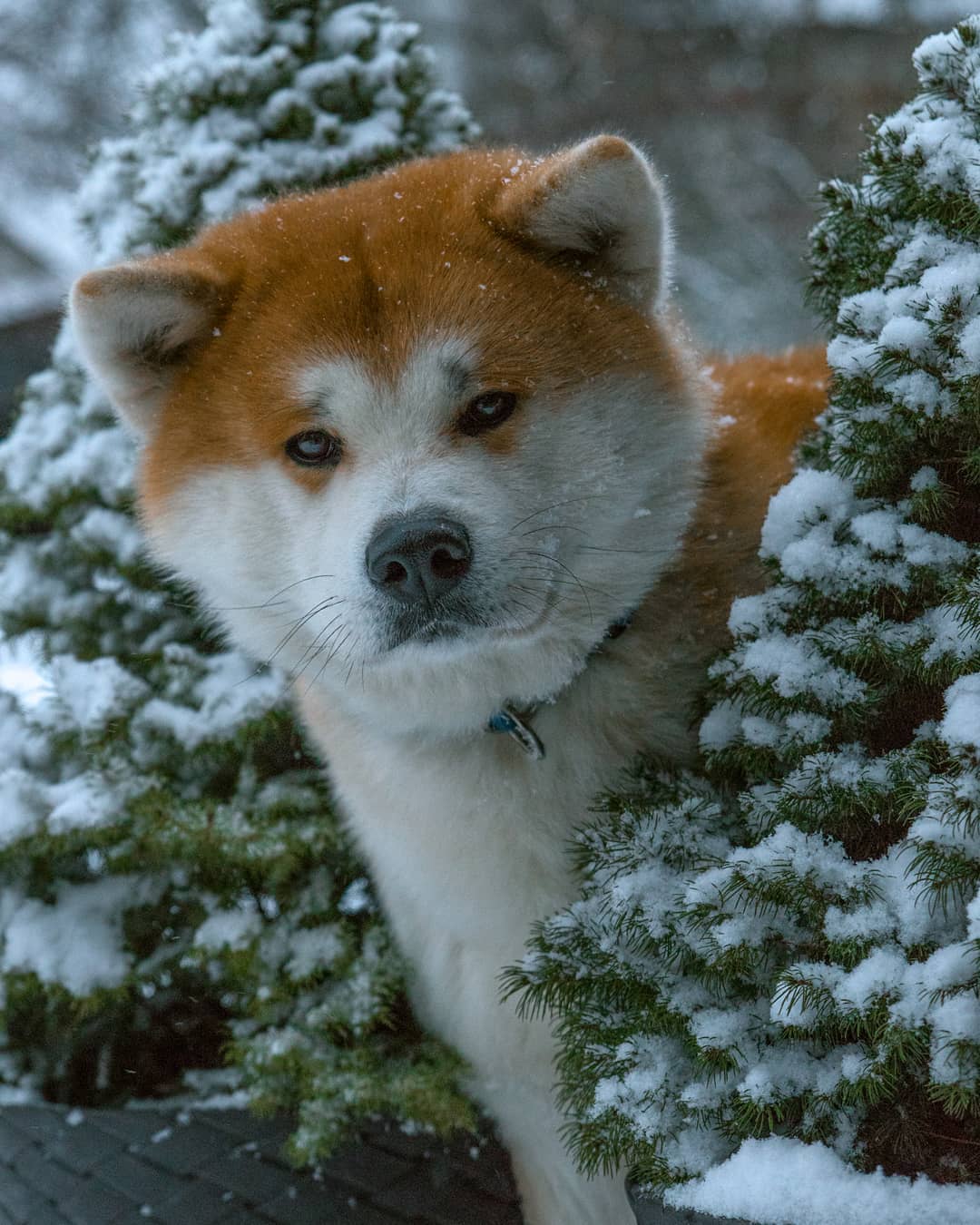 15 Interesting Facts About Akita Inus 11