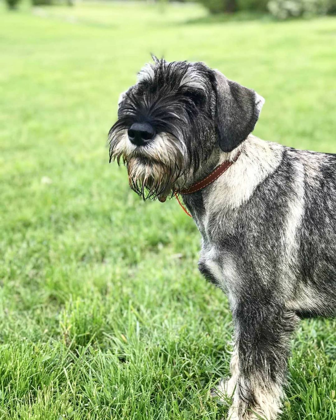 15 Amazing Facts About Schnauzers You Probably Never Knew 9