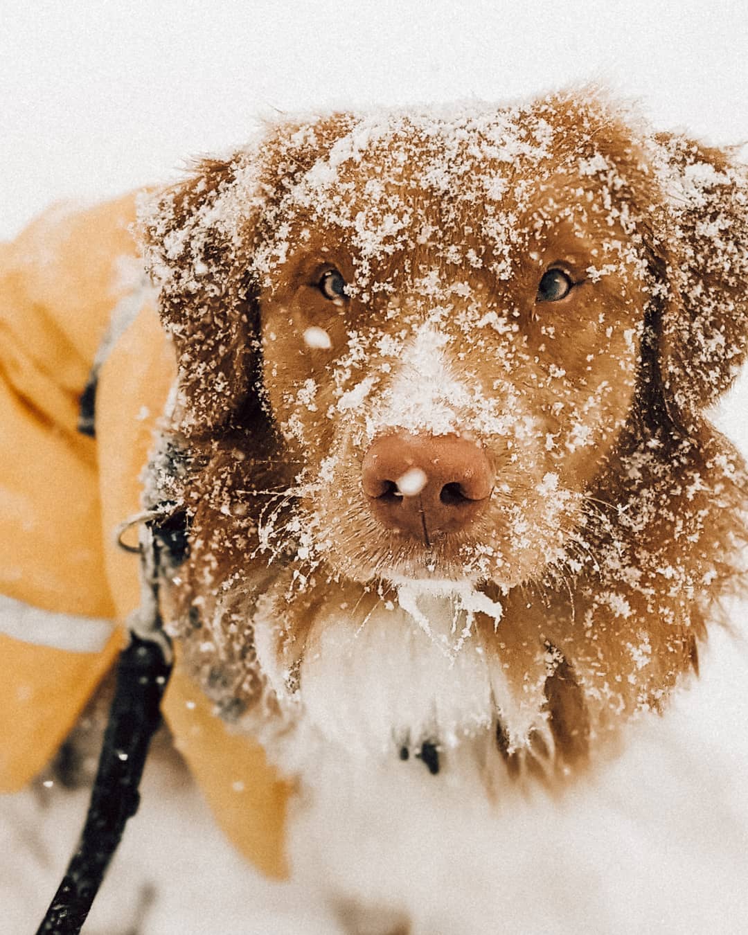 15 Amazing Facts About Nova Scotia Duck Tolling Retrievers You Probably Never Knew 9