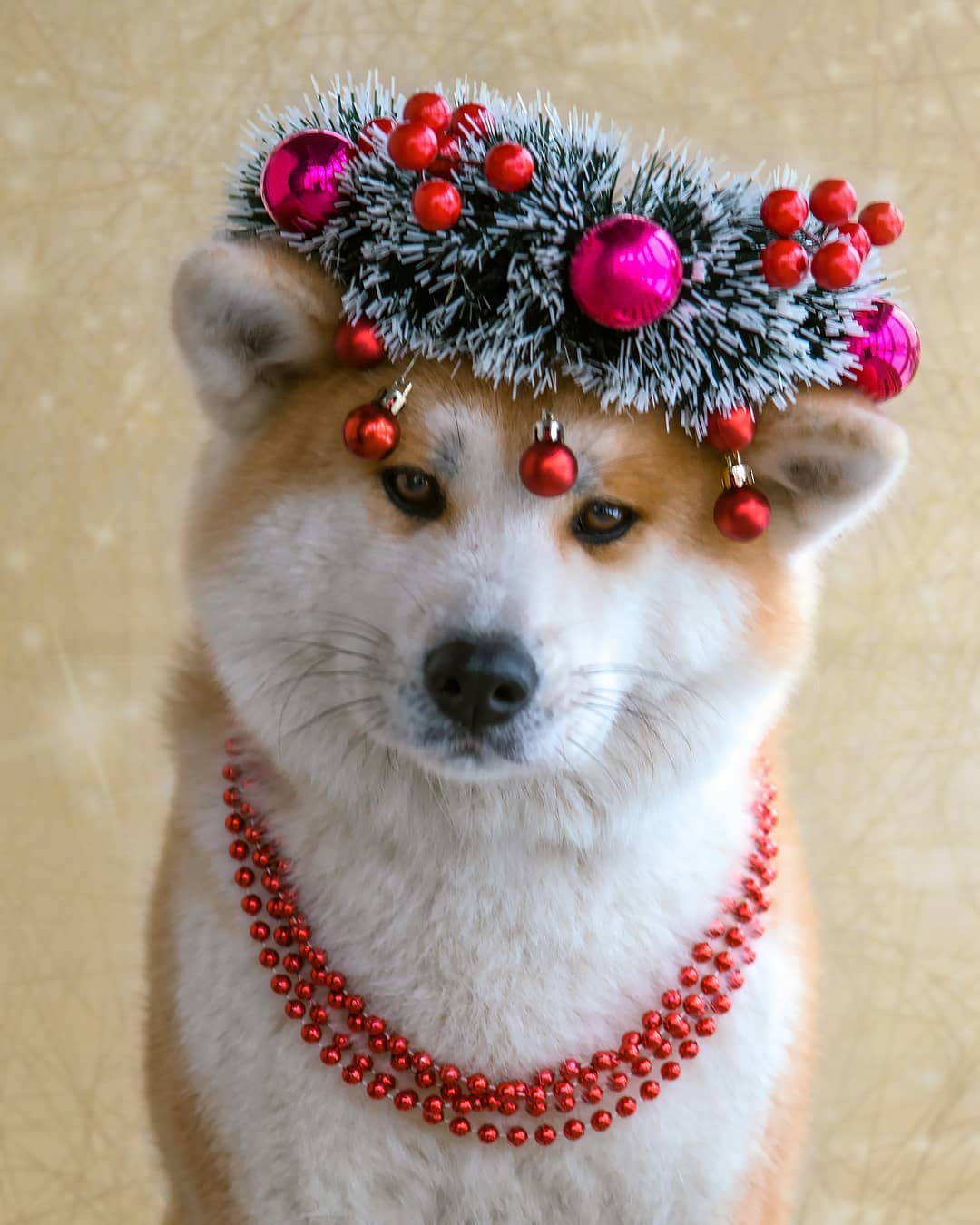 15 Interesting Facts About Akita Inus 10