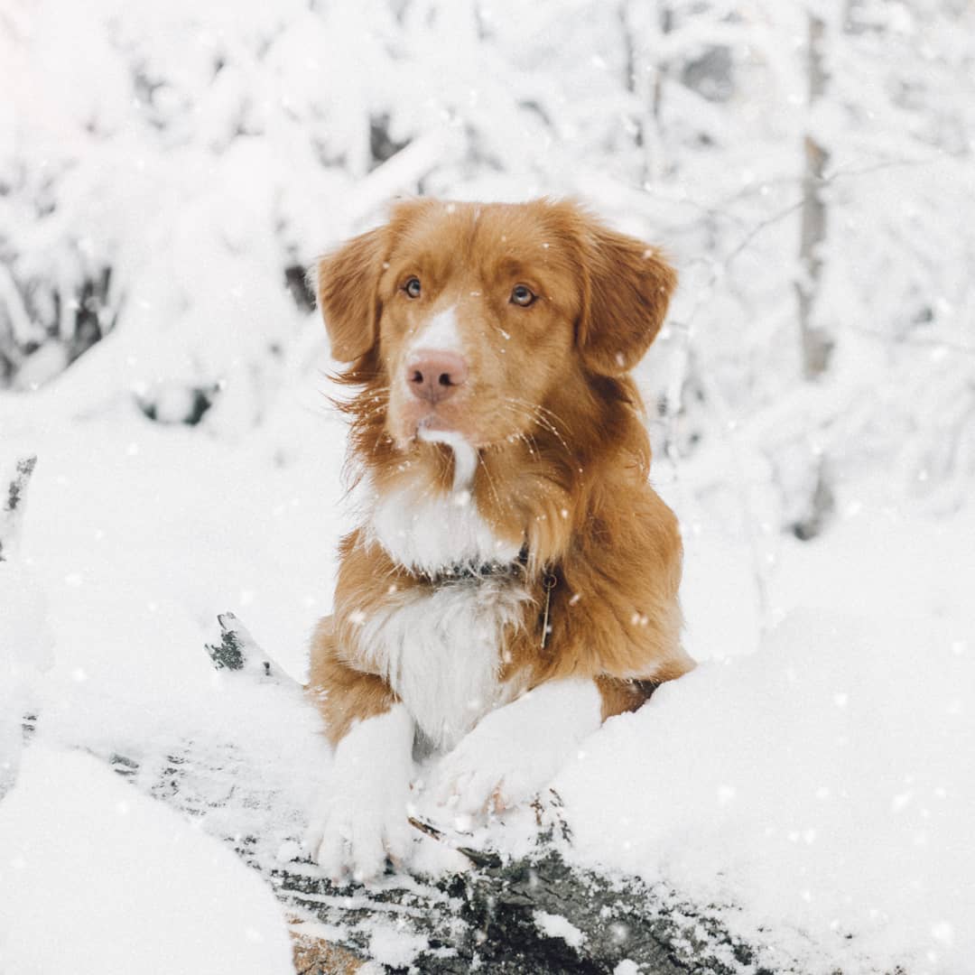 15 Amazing Facts About Nova Scotia Duck Tolling Retrievers You Probably Never Knew 11
