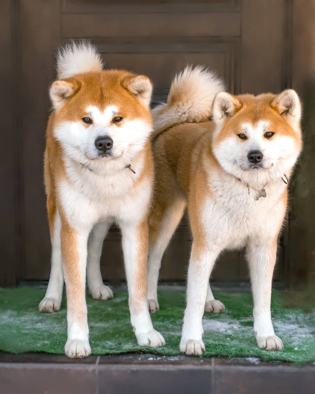 15 Amazing Facts About Akita Inus You Probably Never Knew 7