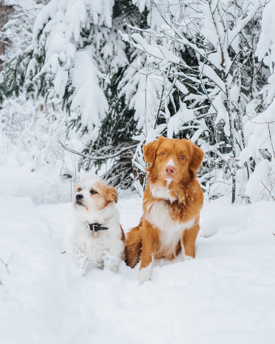 15 Interesting Facts About Nova Scotia Duck Tolling Retrievers 9 15 Interesting Facts About Nova Scotia Duck Tolling Retrievers 9