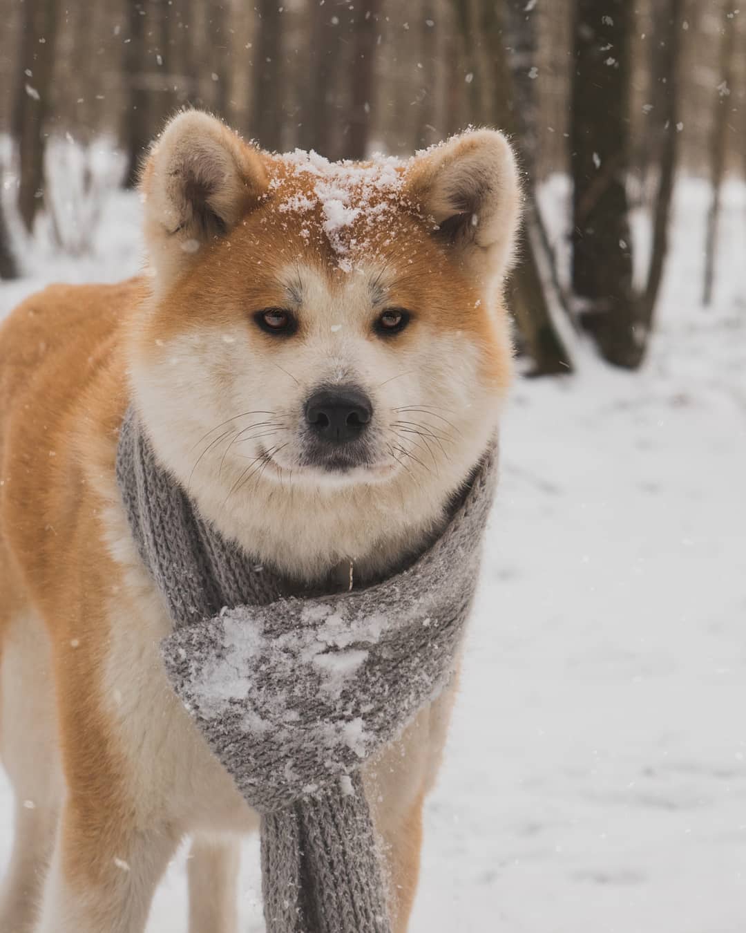15 Amazing Facts About Akita Inus You Probably Never Knew 8
