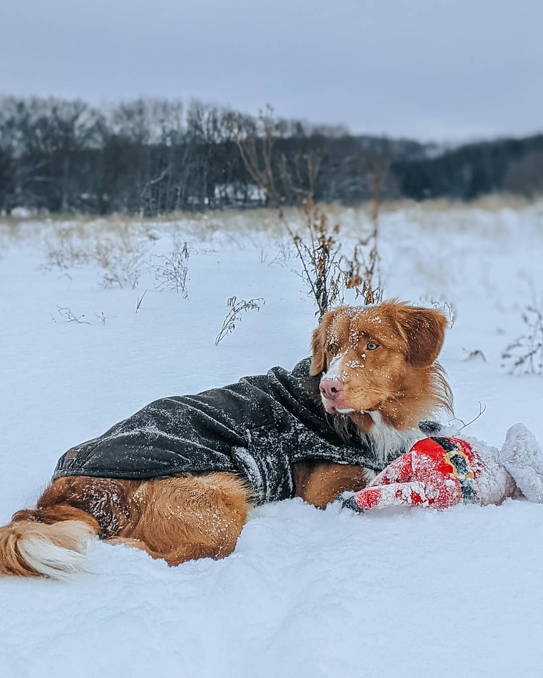 15 Interesting Facts About Nova Scotia Duck Tolling Retrievers 10 15 Interesting Facts About Nova Scotia Duck Tolling Retrievers 10