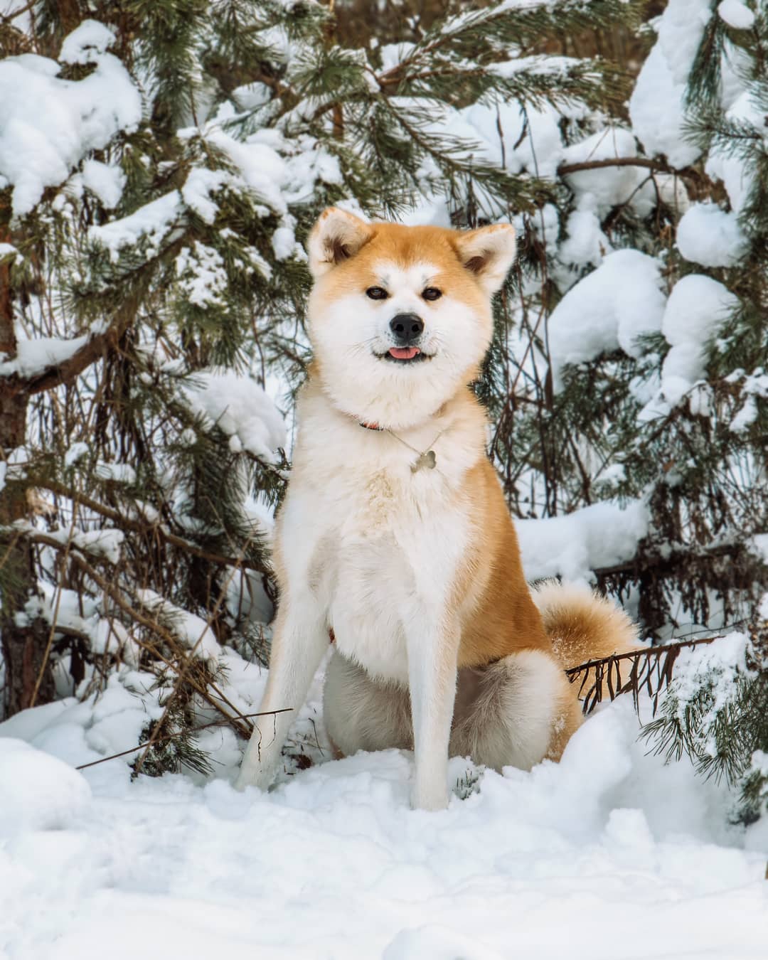 15 Amazing Facts About Akita Inus You Probably Never Knew 9