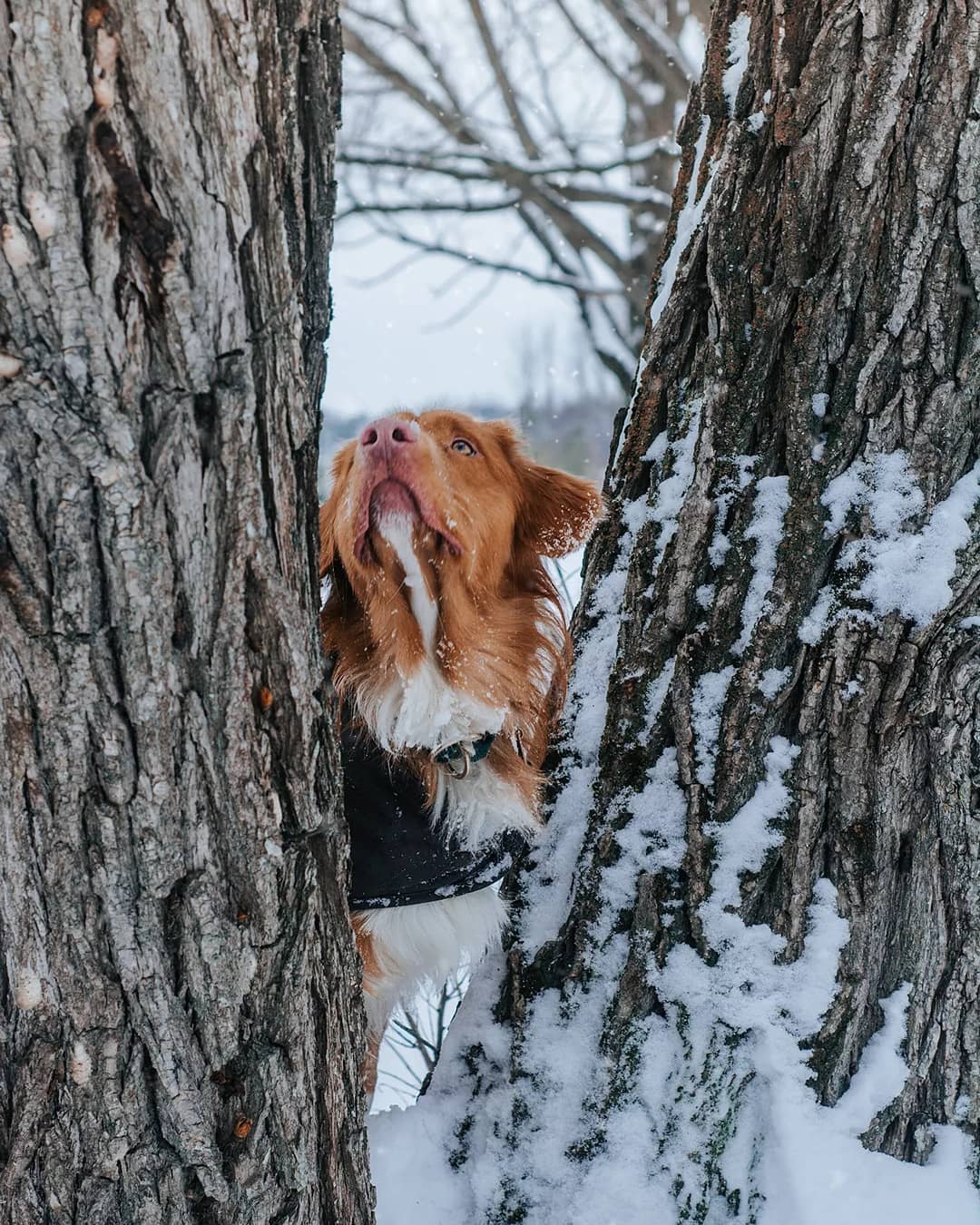15 Interesting Facts About Nova Scotia Duck Tolling Retrievers 11 15 Interesting Facts About Nova Scotia Duck Tolling Retrievers 11