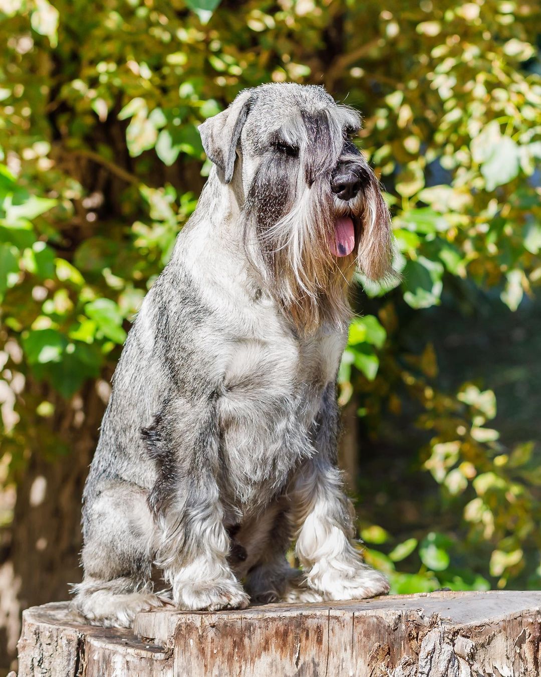 15 Amazing Facts About Schnauzers You Probably Never Knew 10 15 Amazing Facts About Schnauzers You Probably Never Knew 10