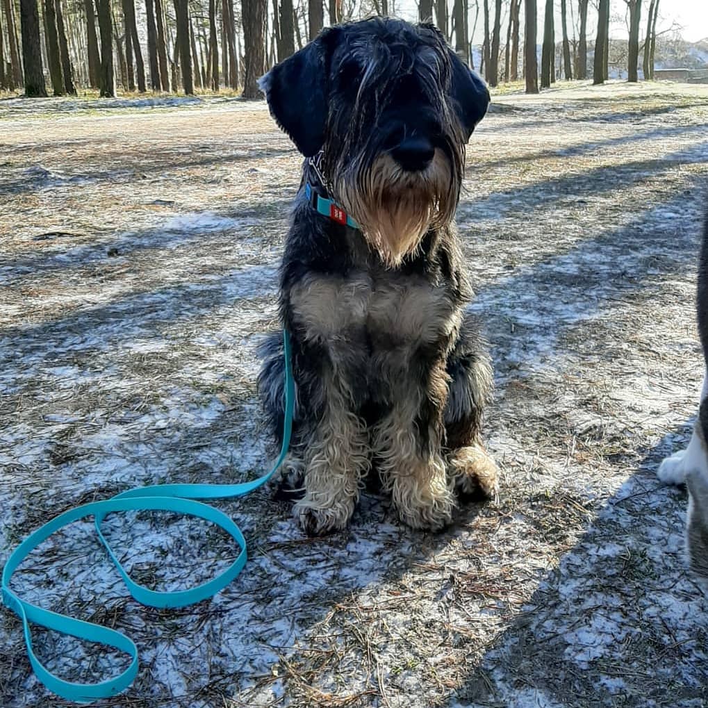 15 Cool Facts About Schnauzers 10