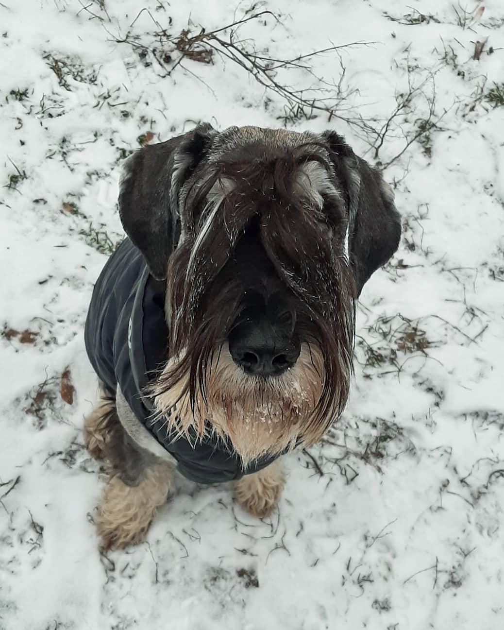 15 Cool Facts About Schnauzers 11