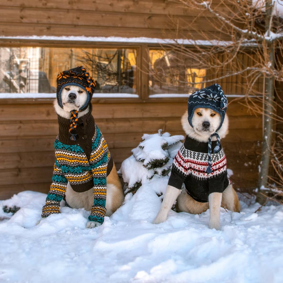 15 Amazing Facts About Akita Inus You Probably Never Knew 10