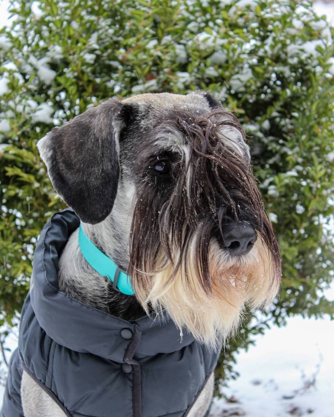 15 Cool Facts About Schnauzers 10