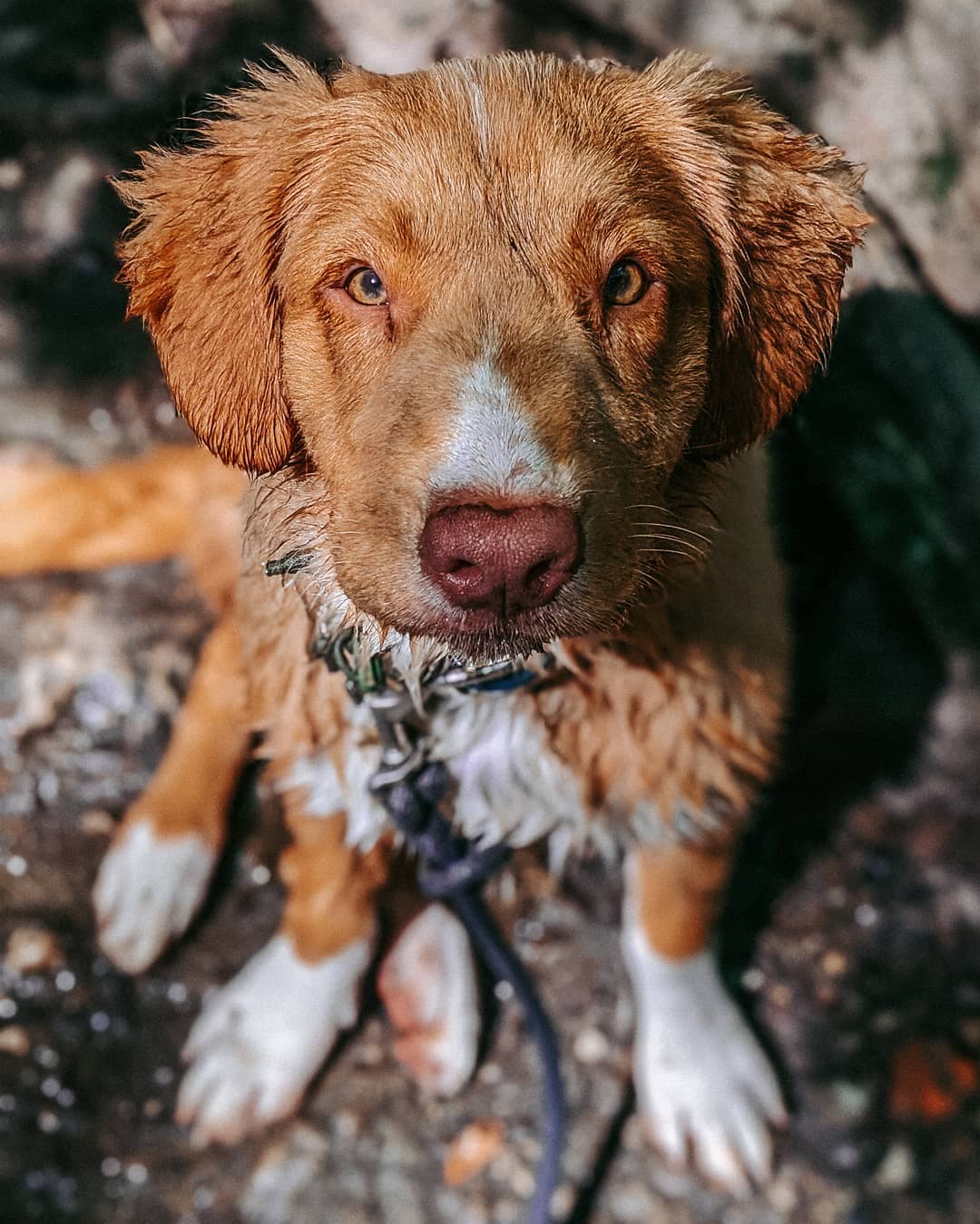 15 Interesting Facts About Nova Scotia Duck Tolling Retrievers 10