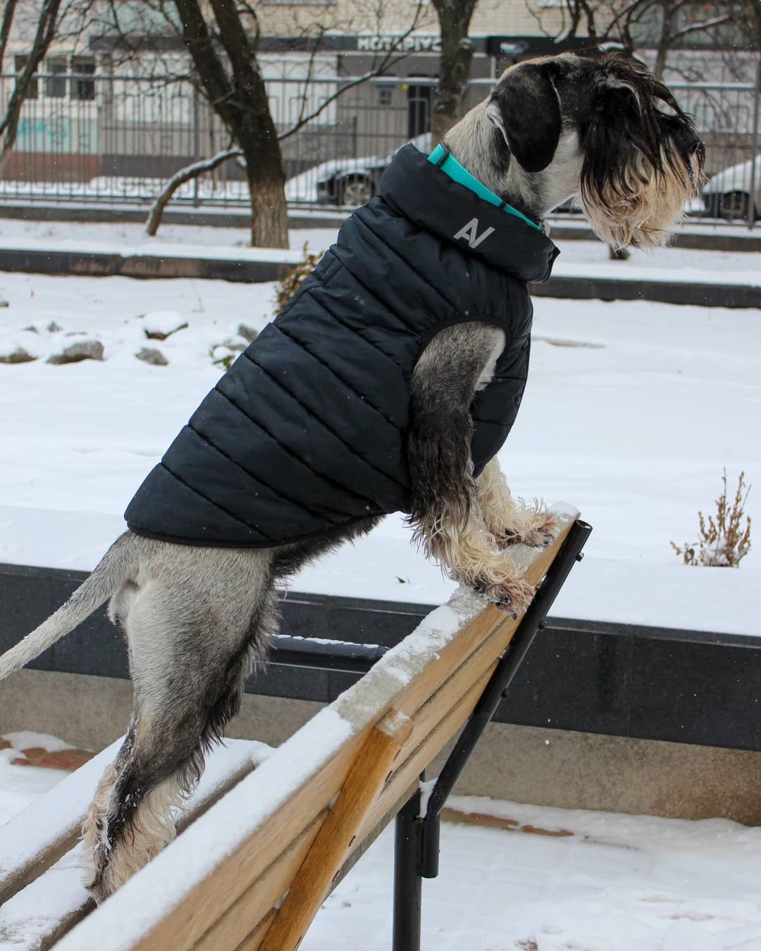 15 Cool Facts About Schnauzers 11