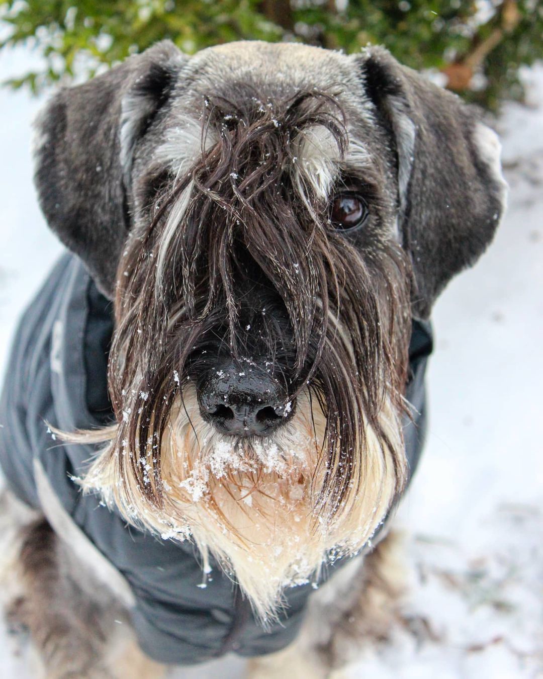 15 Cool Facts About Schnauzers 9