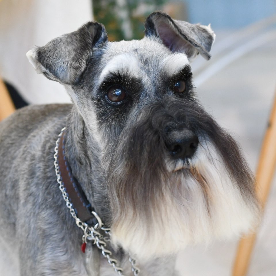 15 Cool Facts About Schnauzers 10