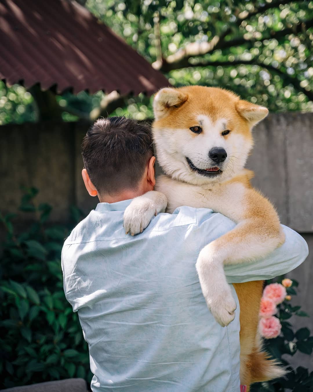 15 Amazing Facts About Akita Inus You Probably Never Knew 9