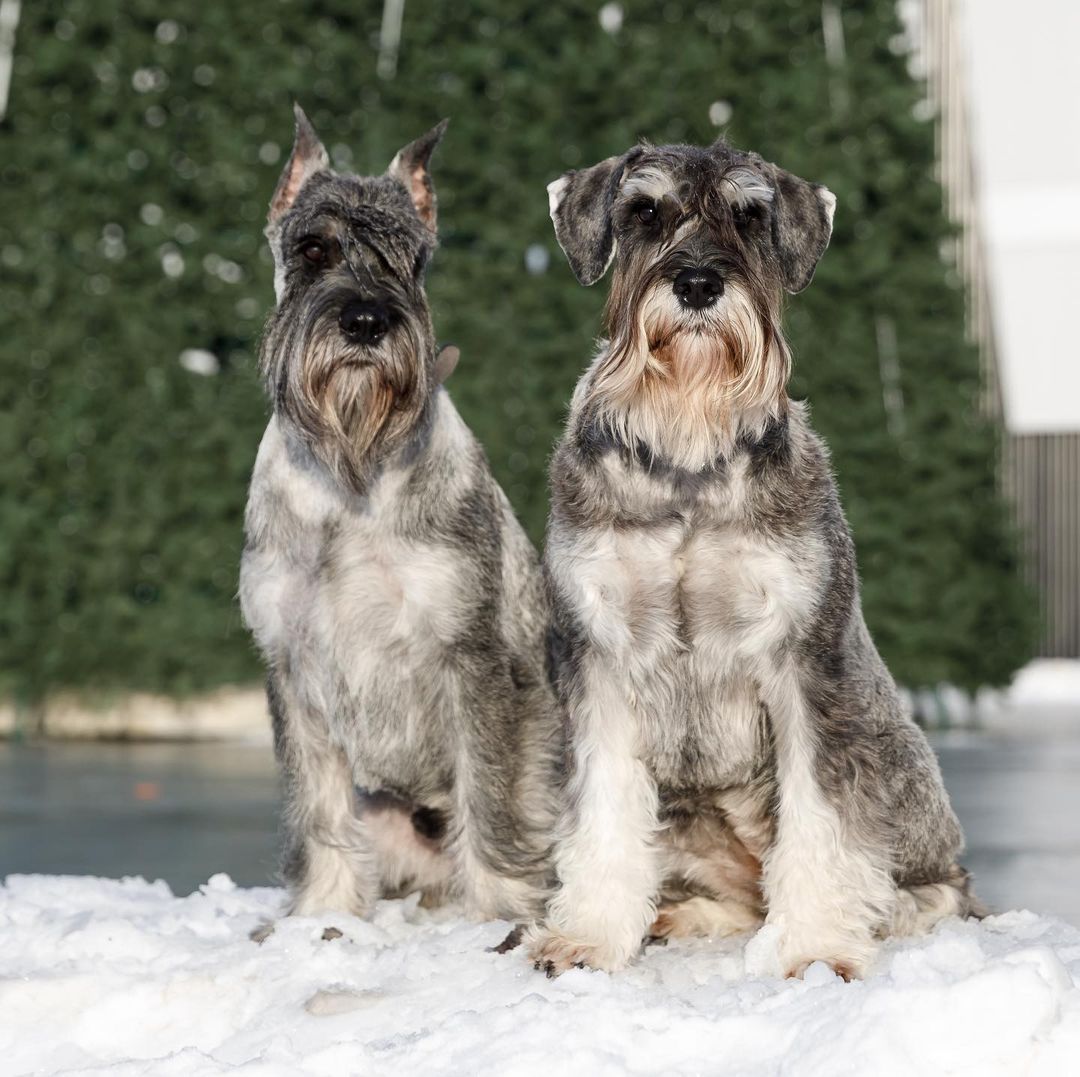 15 Cool Facts About Schnauzers 9