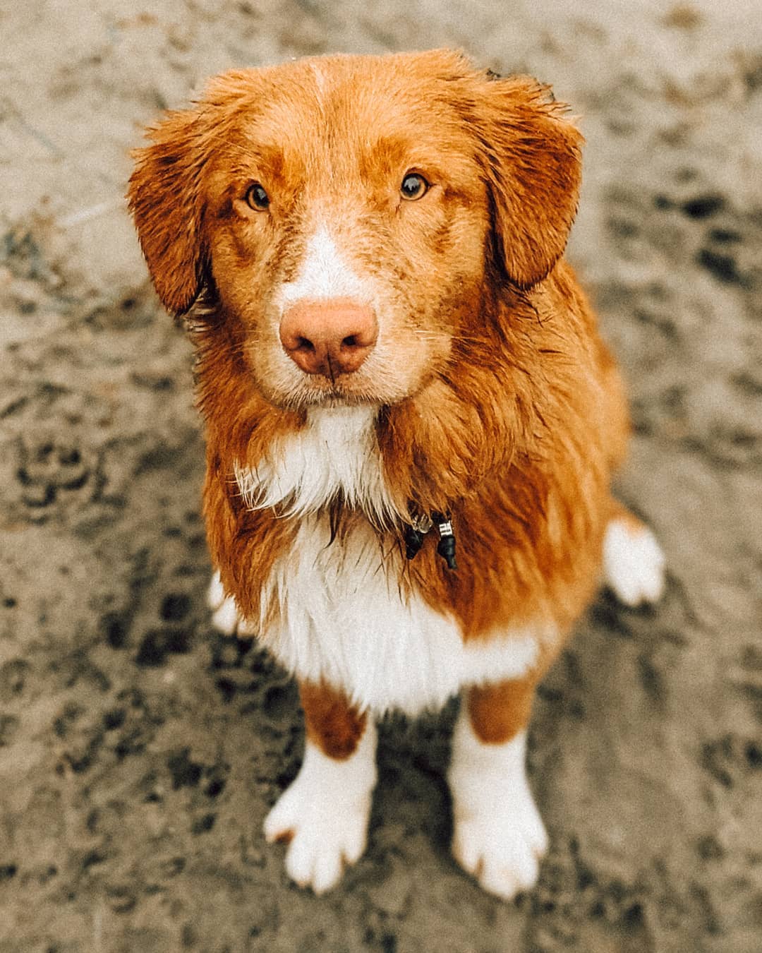 15 Interesting Facts About Nova Scotia Duck Tolling Retrievers 9