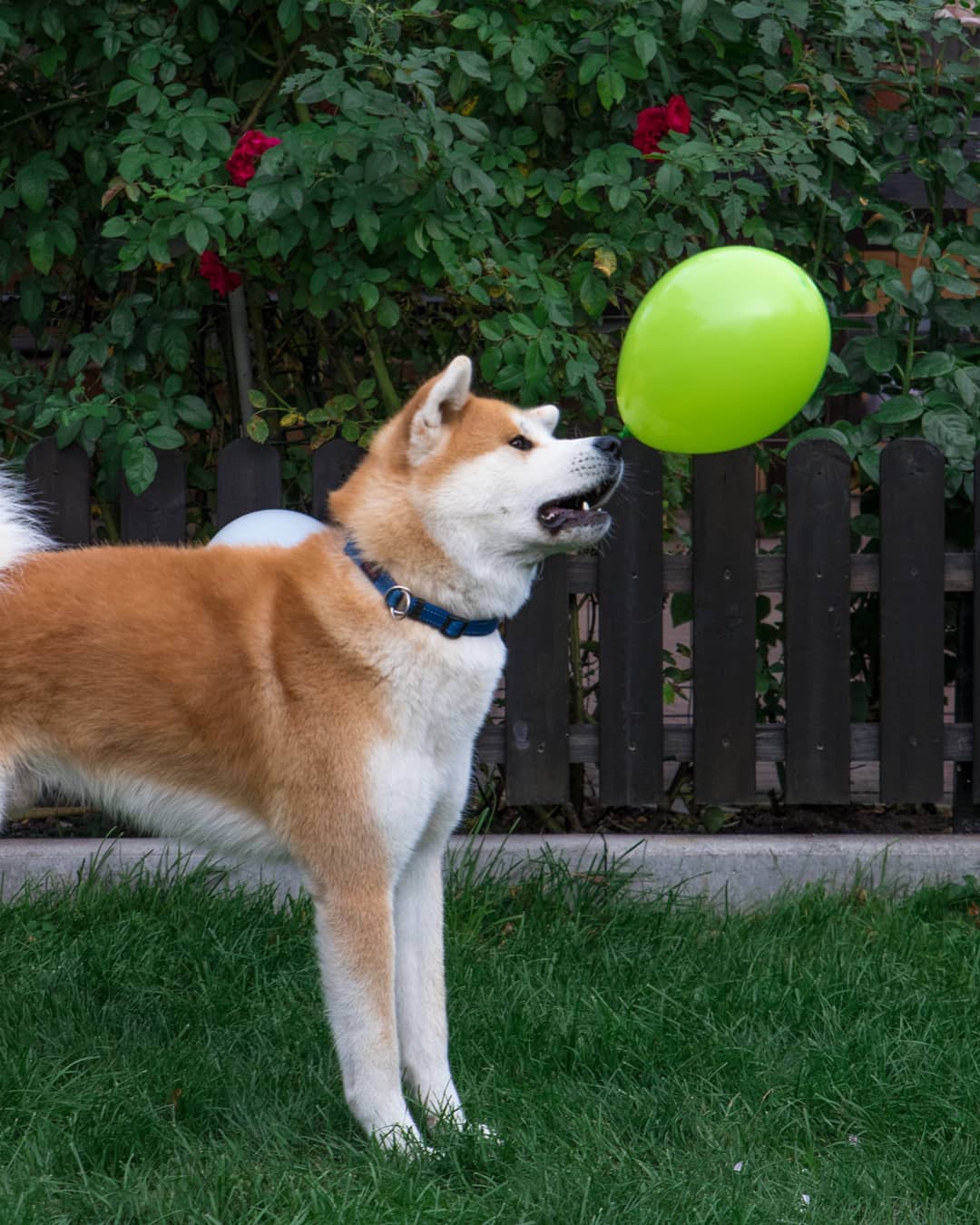 15 Amazing Facts About Akita Inus You Probably Never Knew 10