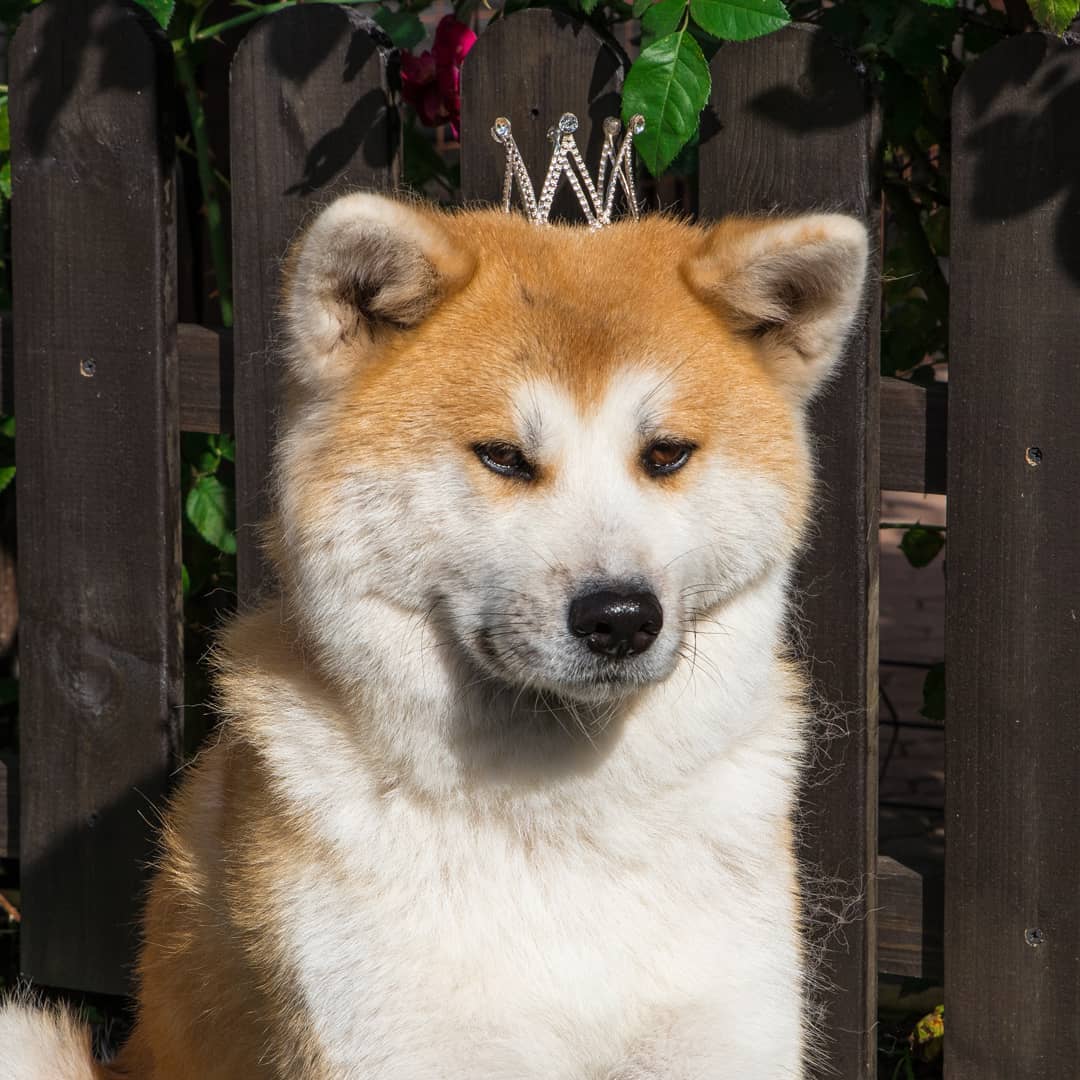 15 Amazing Facts About Akita Inus You Probably Never Knew 11