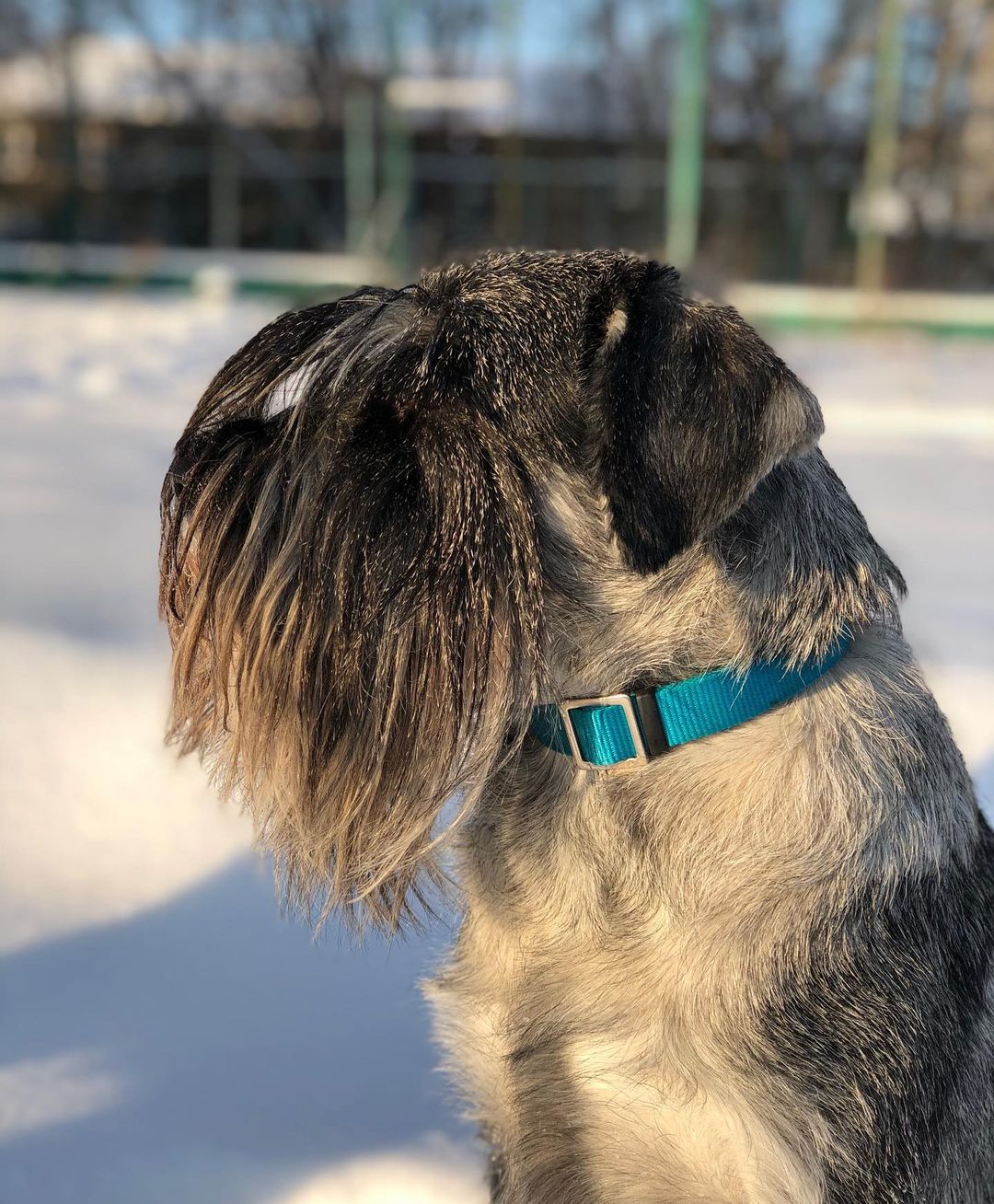 15 Cool Facts About Schnauzers 11