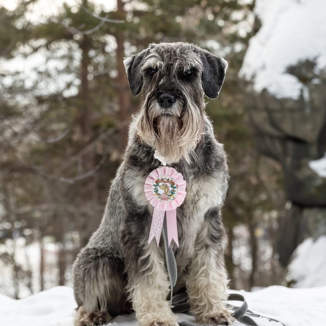 15 Interesting Facts About Schnauzers 9 15 Interesting Facts About Schnauzers 9