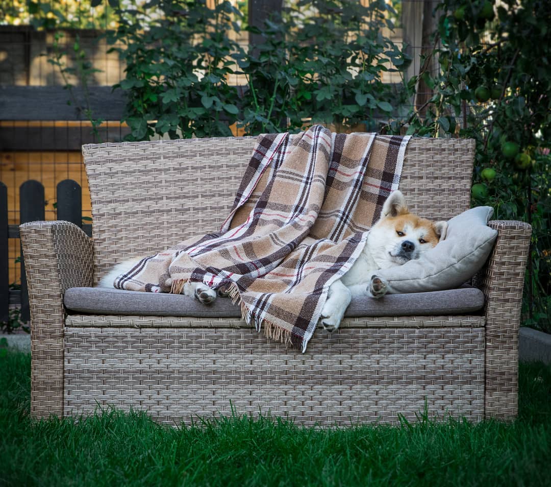 15 Cool Facts About Akita Inus 10 15 Cool Facts About Akita Inus 10