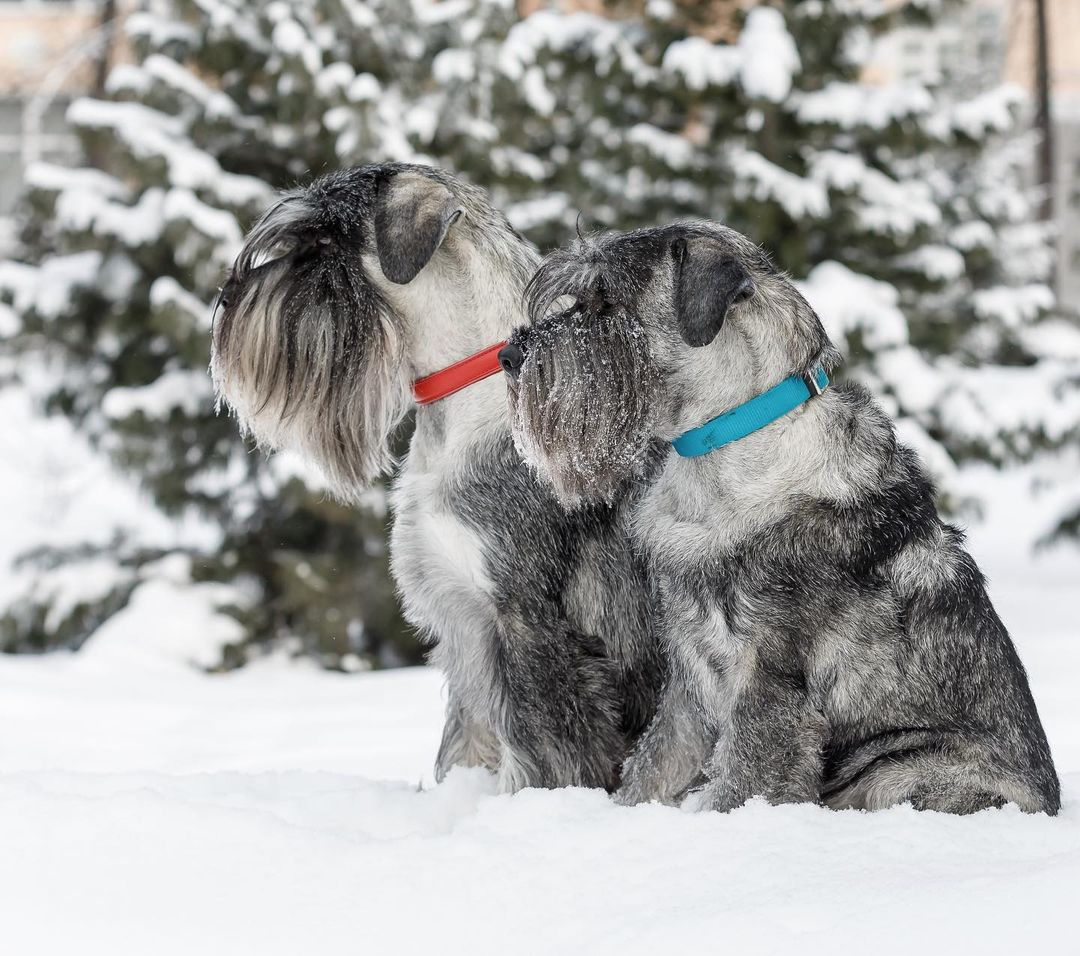 15 Interesting Facts About Schnauzers 10 15 Interesting Facts About Schnauzers 10