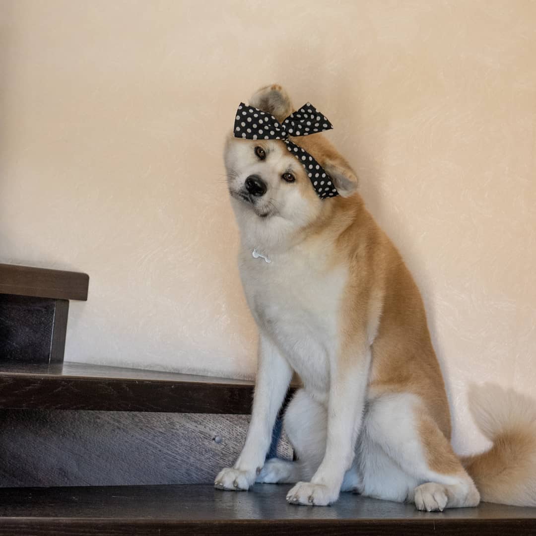 15 Cool Facts About Akita Inus 9