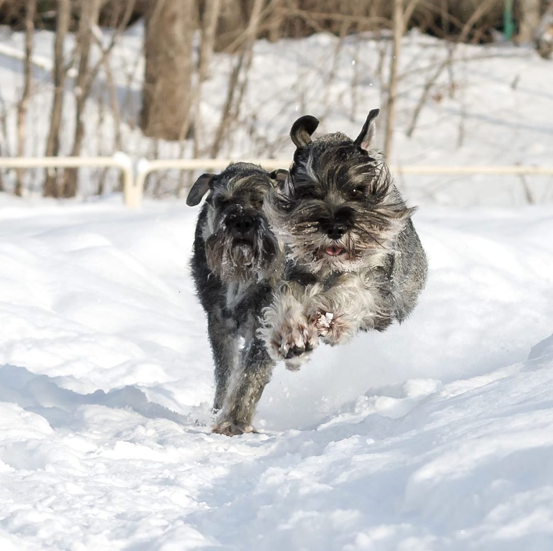 15 Interesting Facts About Schnauzers 9