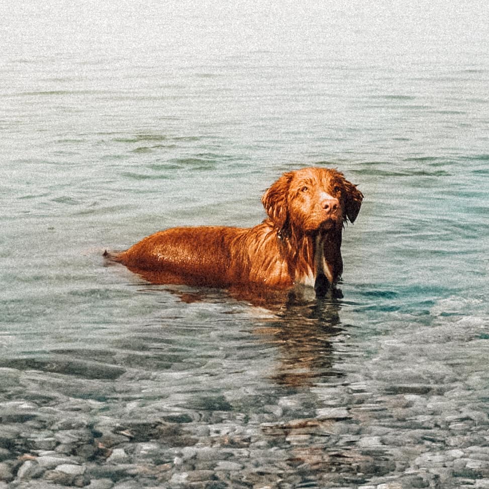 15 Cool Facts About Nova Scotia Duck Tolling Retrievers 9