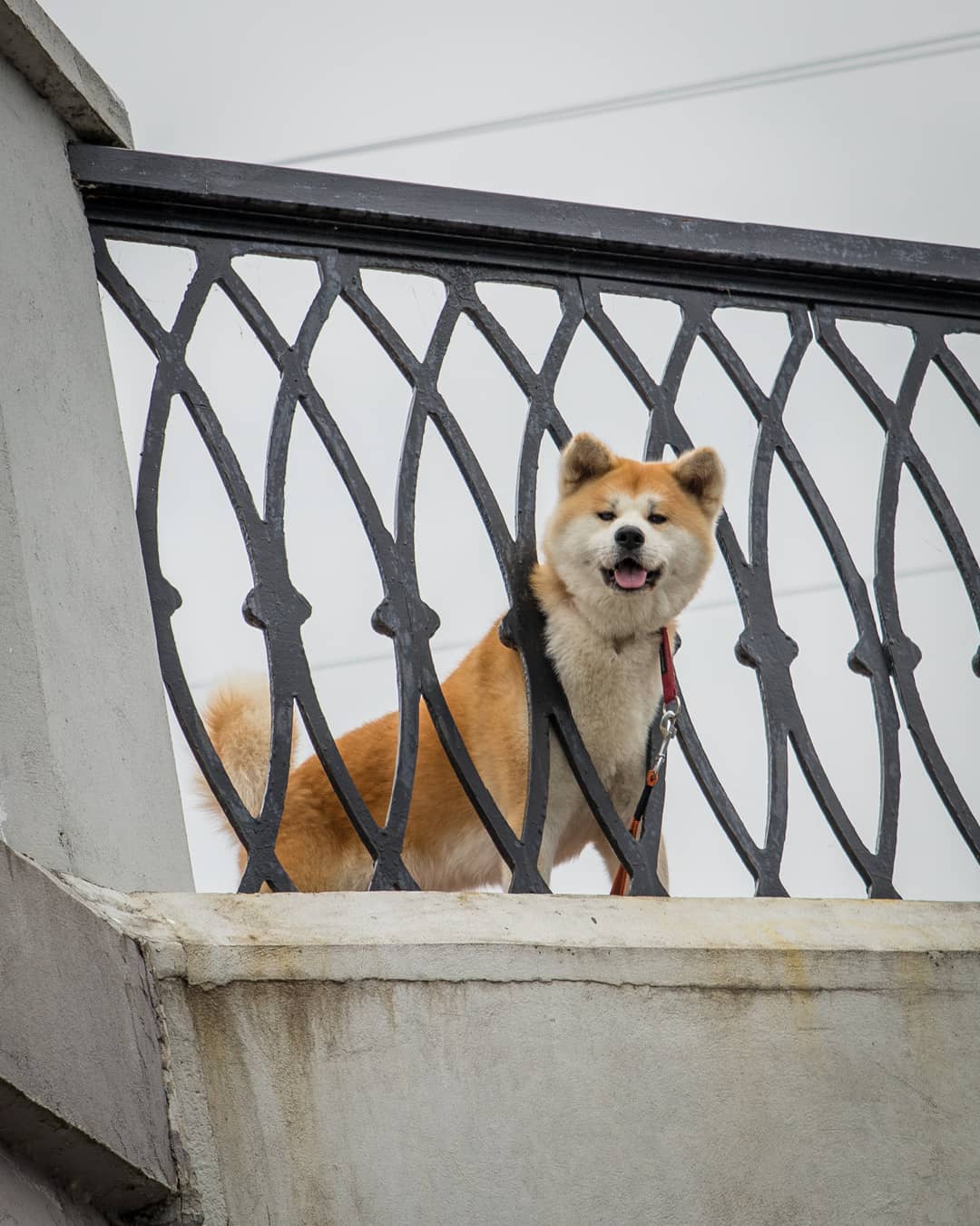 15 Cool Facts About Akita Inus 10