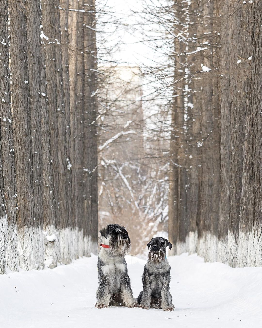 15 Interesting Facts About Schnauzers 10